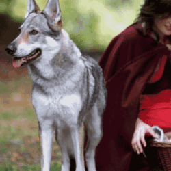 Little-Red-Riding-Hood-Syndrome-