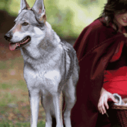 A woman dressed as little red riding hood