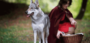 Little-Red-Riding-Hood-Syndrome-